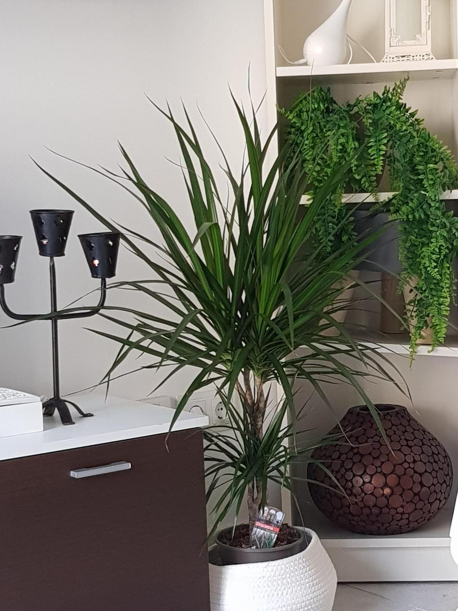 Apartamento Pabostria Media
